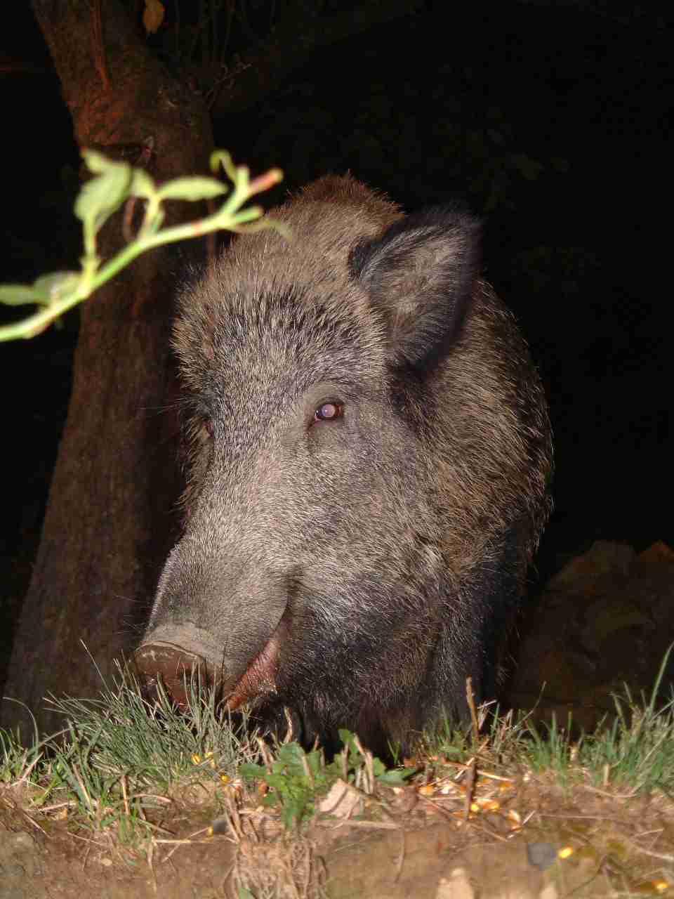  Image name: fau24.JPG 
 width: 960 pixel 
 height: 1280 pixel 
 Size: 73802 bytes 
 Click to enlarge 